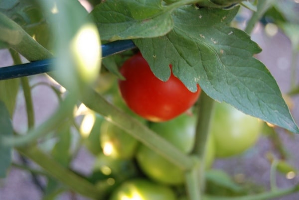 tomatoe 1