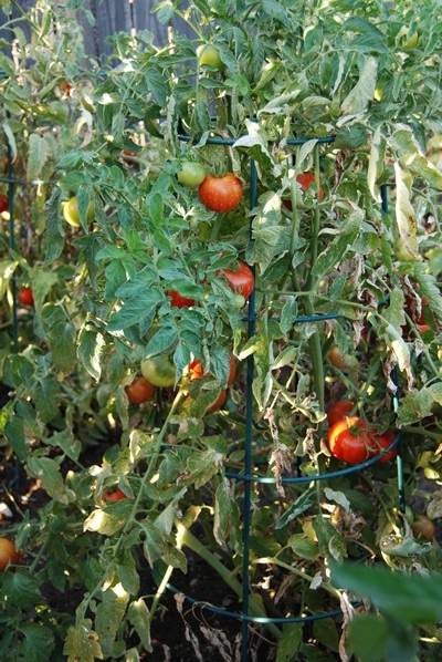 caged tomato 1